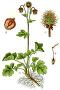 Geum rivale